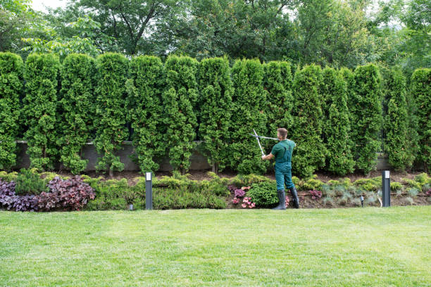 Best Lawn Pest Prevention  in West Rancho Dominguez, CA