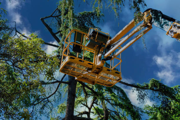 Best Arborist Consultation Services  in West Rancho Dominguez, CA