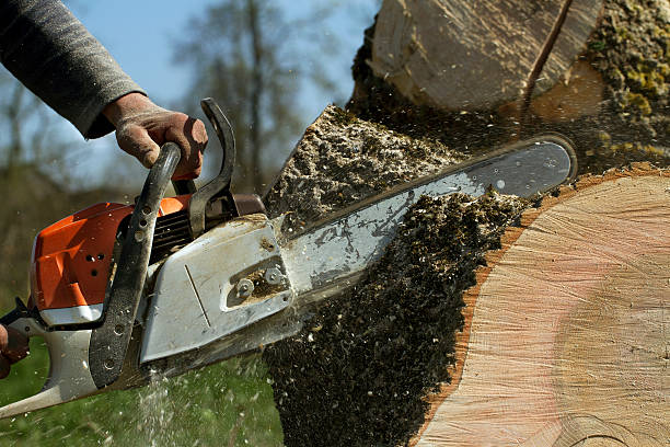 Mulching Services in West Rancho Dominguez, CA