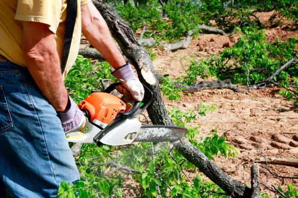 Best Pest Control for Lawns  in West Rancho Dominguez, CA